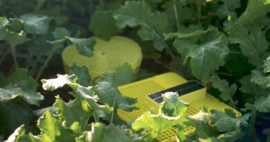 Bayer MagicTrap 2