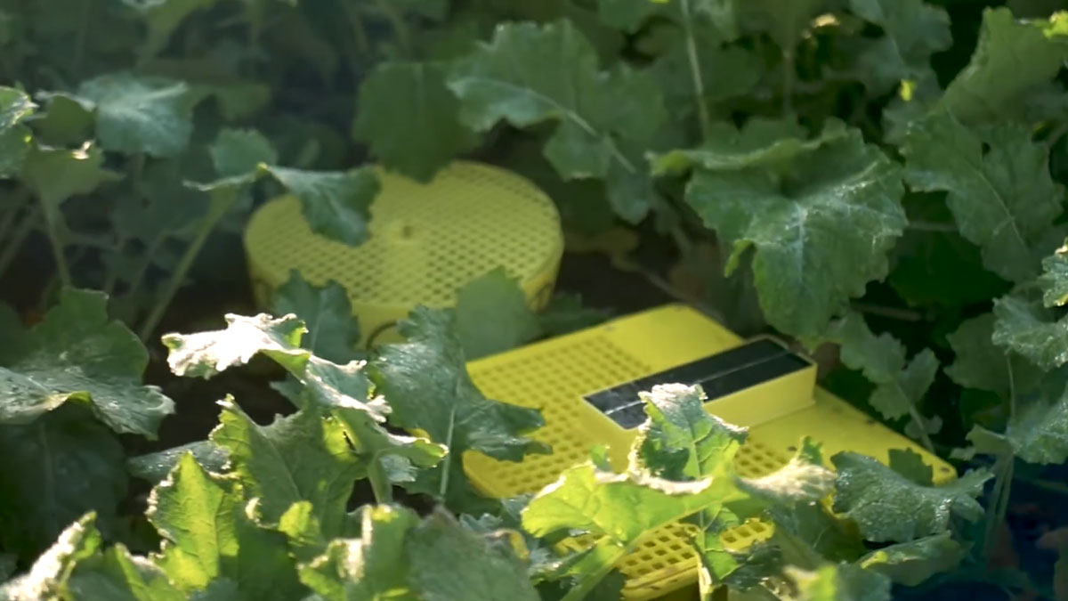Bayer представила MagicTrap 2 для моніторингу шкідників ріпаку перед сівбою