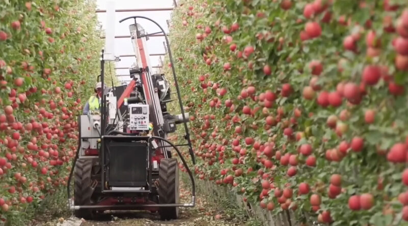 Taylor Corp Apples