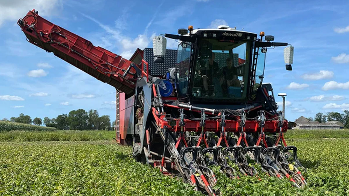 Stam-Schaap Agro замінила два бурякові комбайни одним переробленим Dewulf Kwatro